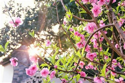 增加桃花运的方法|增加桃花运的方法